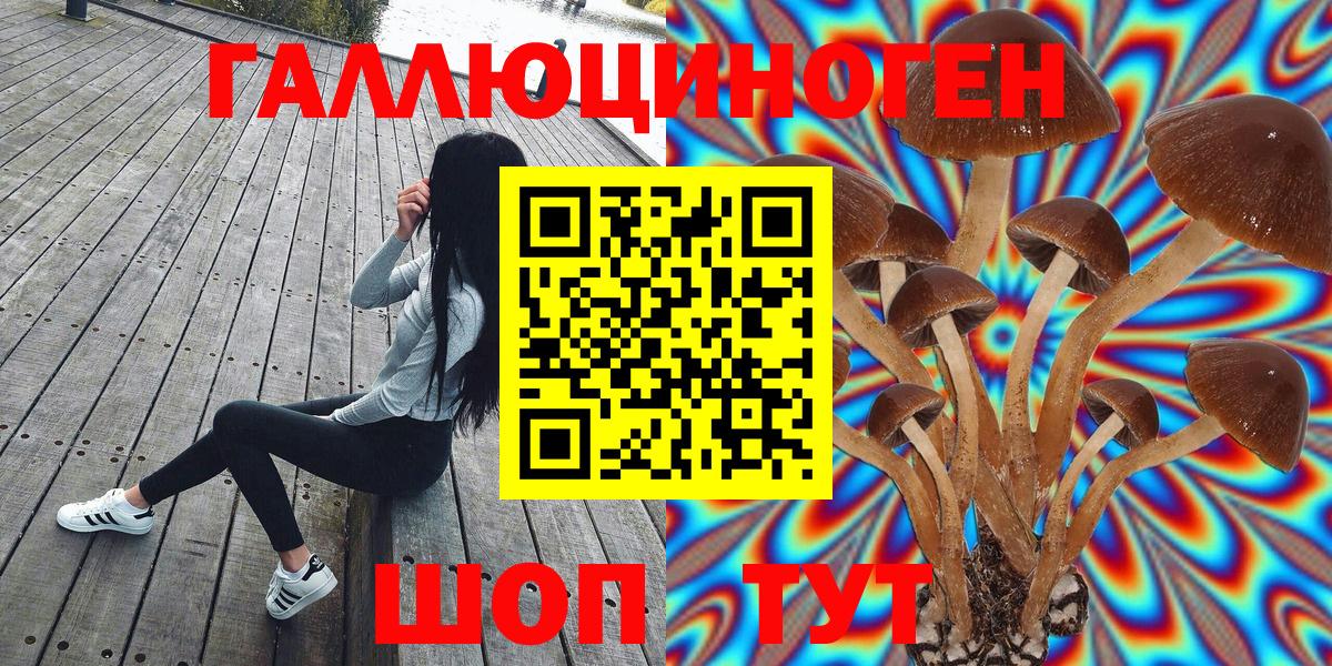 Камышин  Псилоцибиновые грибы Cubensis  Галлюциногенные грибы прущие грибы  Вход с VPN 